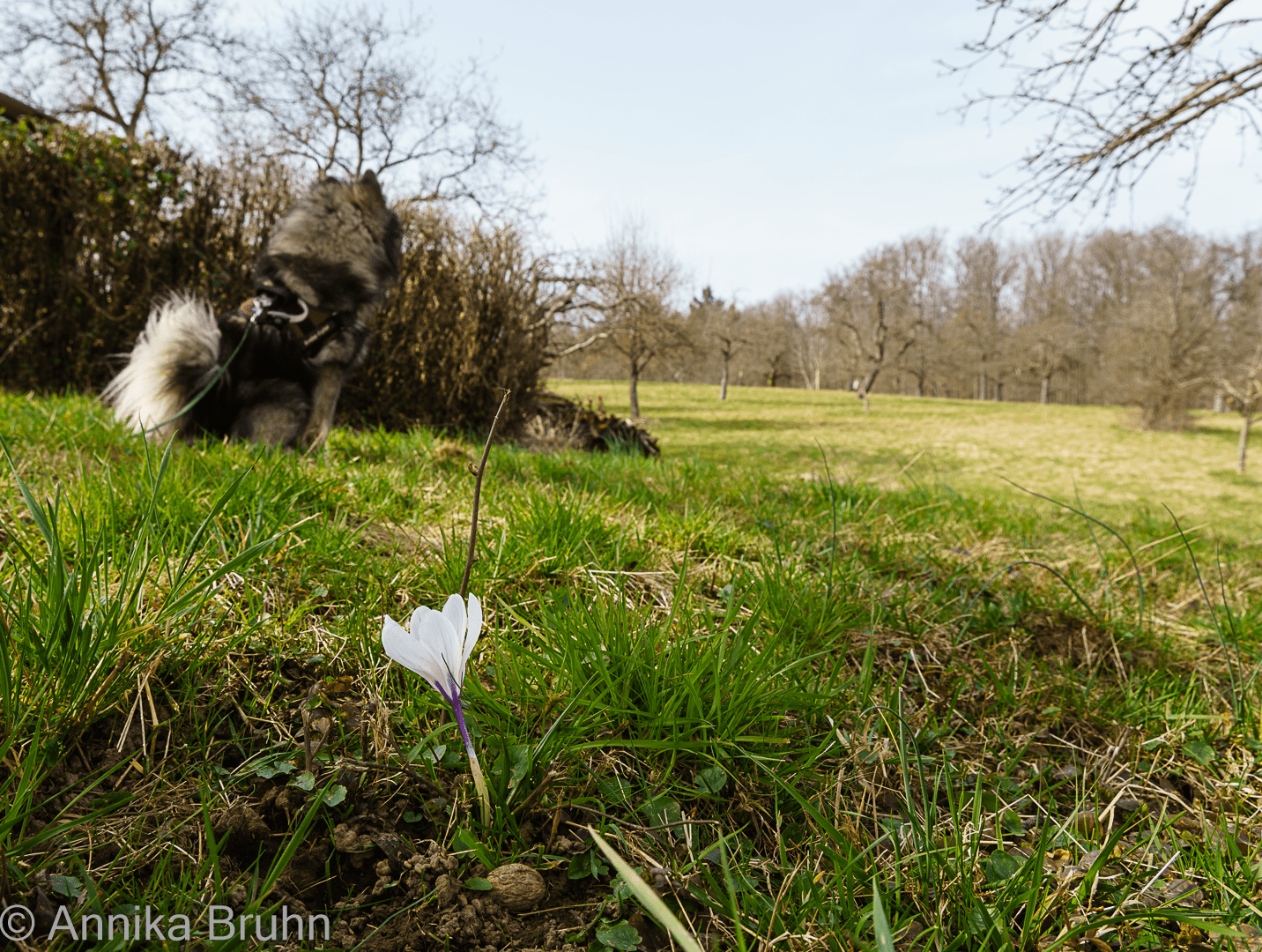 Q und eine Krokus